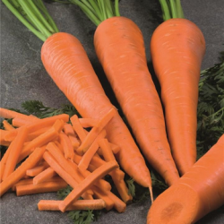 Marchew  Komarno F1 100 tyś. nasion B-mox Primed precyzja st